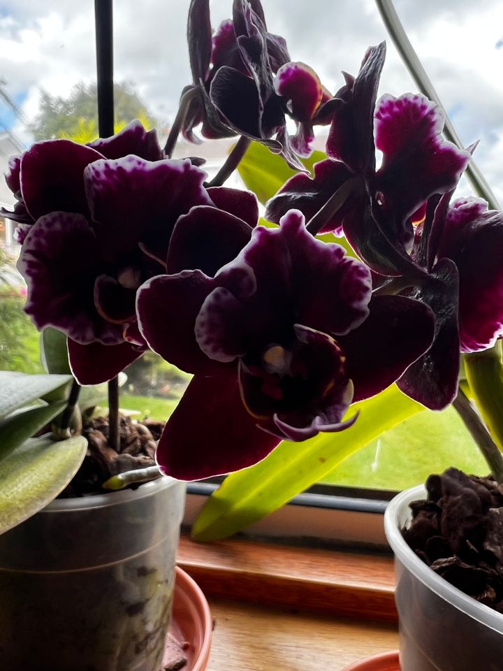 Random Orchid appears!